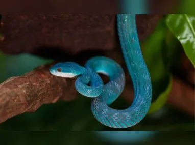 Imagem ilustrativa da imagem Víbora azul resgatada no Butantan é batizada em homenagem a Rita Lee