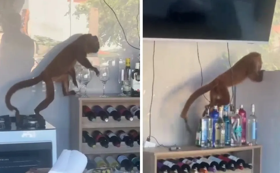 Imagem ilustrativa da imagem VÍDEOS | Moradora tem casa invadida por macaco bugio em Fundão