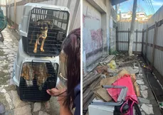 Animais foram resgatados no local