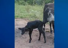 Bezerro de 1 mês foi furtado da propriedade