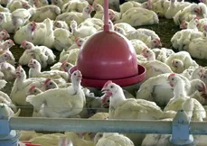 Gripe aviária foi detectada em uma granja de aves comerciais no Brasil