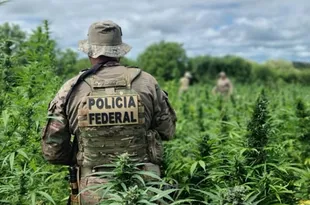 Imagem ilustrativa da imagem Mais de 430 mil pés de maconha são erradicados pela PF no Sertão
