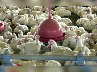 Imagem ilustrativa da imagem Governo autoriza estoque de frango em contêiner para reduzir impacto em exportações