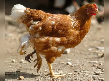 Imagem ilustrativa da imagem Detectado primeiro foco de Gripe Aviária no Brasil
