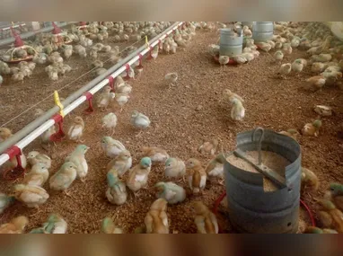 Imagem ilustrativa da imagem Há risco de consumir carne de frango em meio aos casos de gripe aviária?