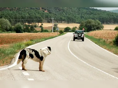 Imagem ilustrativa da imagem Projeto de Lei prevê suspensão de carteira de motorista por abandono de animais