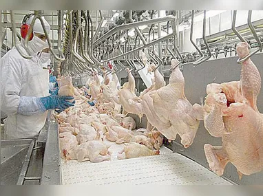 Imagem ilustrativa da imagem Uruguai e Chile suspendem importação de frango do Brasil após caso de gripe aviária