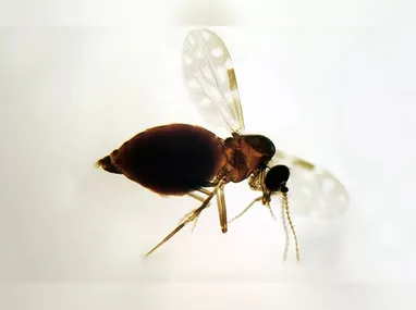 Imagem ilustrativa da imagem Antes restrita à Amazônia, febre oropouche se espalha pelo país