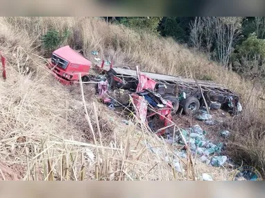 Homem e criança se perderam em uma área densa de plantação de eucalipto
