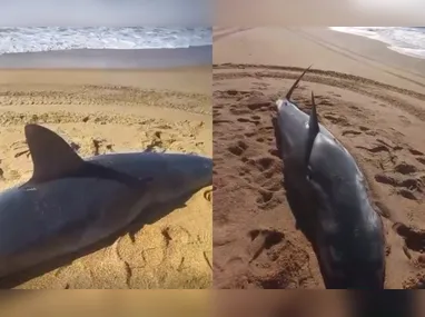 Animal foi localizado na Praia da Barra, em Marataízes