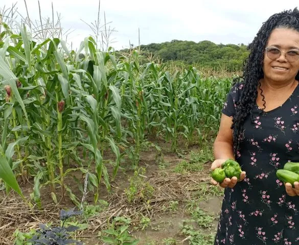 Imagem ilustrativa da imagem Galinhas, licores e cisternas: uma brecha no tempo que sustenta vidas no Cabo