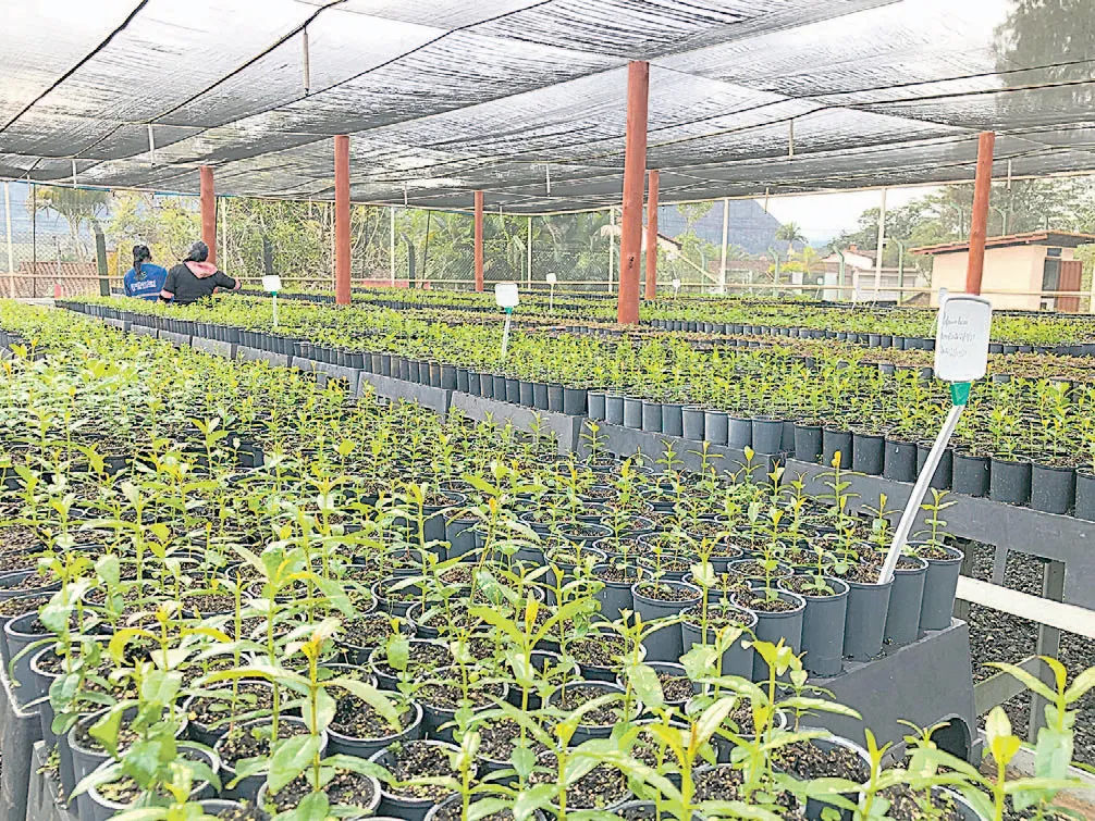 REPARAÇÃO SOCIOAMBIENTAL é feita também com reflorestamento das áreas da Samarco, em Minas Gerais