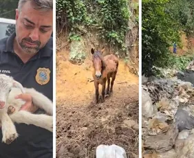 Imagem ilustrativa da imagem Animais são resgatados em terreno com lixo e esgoto acumulados em Cariacica