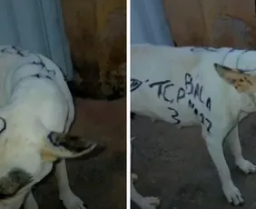 Imagem ilustrativa da imagem Cachorro é pichado por facção criminosa no ES