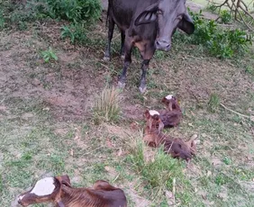 Imagem ilustrativa da imagem Vaca dá à luz a bezerras trigêmeas no Sul do ES