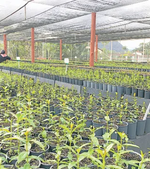 REPARAÇÃO SOCIOAMBIENTAL é feita também com reflorestamento das áreas da Samarco, em Minas Gerais