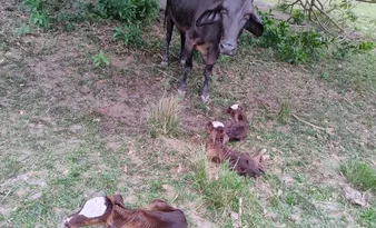 Imagem ilustrativa da imagem Vaca dá à luz a bezerras trigêmeas no Sul do ES