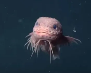 Imagem ilustrativa da imagem Cientistas encontram peixes 'fofinhos' incomuns em precipício no oceano
