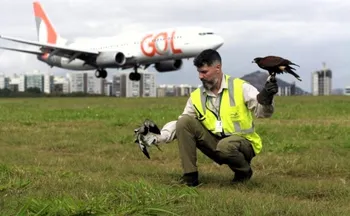 Imagem ilustrativa da imagem Aeroporto de Vitória recebe prêmio internacional por projeto de proteção às aves