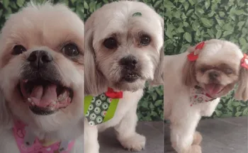 Imagem ilustrativa da imagem Cachorros morrem após ficarem 1 hora e meia presos em carro de pet shop