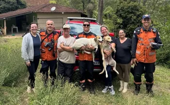 Imagem ilustrativa da imagem Cadelas são resgatadas de paredão de 60 metros na Região Serrana do ES