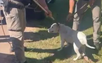 Imagem ilustrativa da imagem Idoso morre após ser atacado por 4 pitbulls no RS