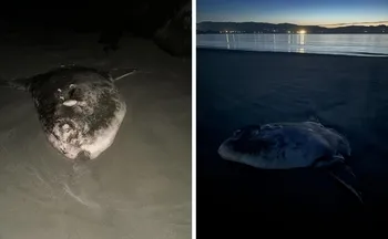 Imagem ilustrativa da imagem Peixe raro de quase 2 metros encalha em praia na Califórnia