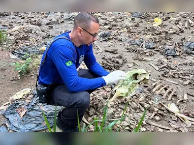 Imagem ilustrativa da imagem Abatedouro clandestino é encontrado em plantação de eucalipto no ES