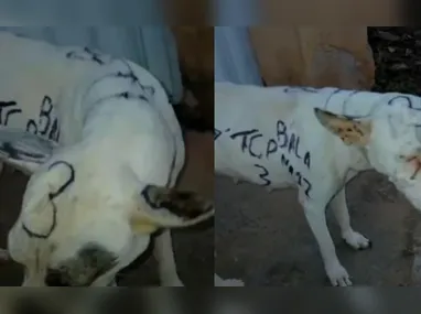 Imagem ilustrativa da imagem Adolescente que pichou cadela em Guarapari é apreendido pela polícia