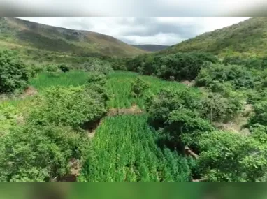 Imagem ilustrativa da imagem Advogado é preso em Salvador suspeito de ser dono de fazenda de maconha