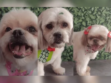 Imagem ilustrativa da imagem Cachorros morrem após ficarem 1 hora e meia presos em carro de pet shop