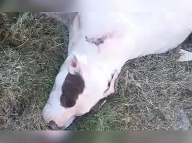 Imagem ilustrativa da imagem Cadela da raça pitbull é baleada em Cariacica