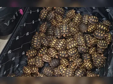 Imagem ilustrativa da imagem Homem é preso com 600 filhotes de jabuti dentro de malas no RJ