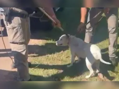 Imagem ilustrativa da imagem Idoso morre após ser atacado por 4 pitbulls no RS