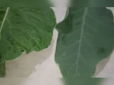 Falsa grávida foi presa em flagrante no mesmo dia da transmissão ao retornar à rádio para buscar doações