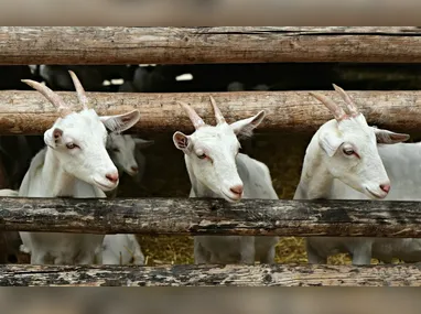 Imagem ilustrativa da imagem Ministério da Agricultura recolhe vacinas após morte de quase 200 animais