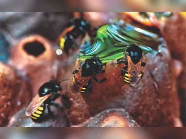 Imagem ilustrativa da imagem Nova arma contra dengue pode estar em uma abelha brasileira