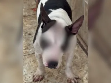 Imagem ilustrativa da imagem Pitbull é resgatada em Vitória após sofrer maus-tratos sob coação de traficantes