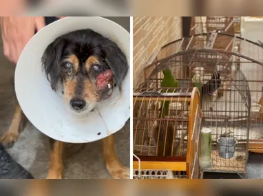 Imagem ilustrativa da imagem Polícia apreende aves, cães e jabutis e prende homem por maus-tratos em Vila Velha