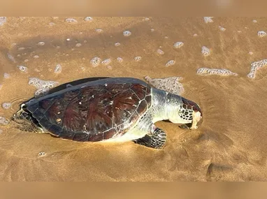Imagem ilustrativa da imagem Tartaruga-verde é encontrada morta em praia no Sul do ES