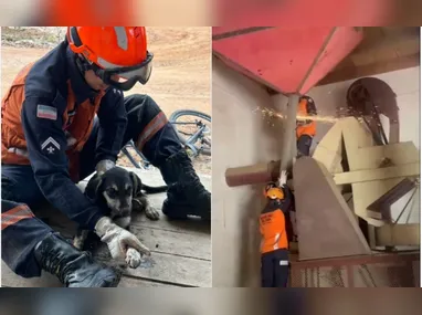 Filhote foi encaminhado ao Hospital Silvestres, em Vila Velha