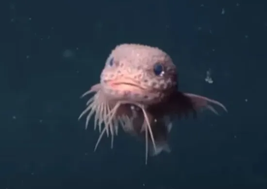 Imagem ilustrativa da imagem Cientistas encontram peixes 'fofinhos' incomuns em precipício no oceano