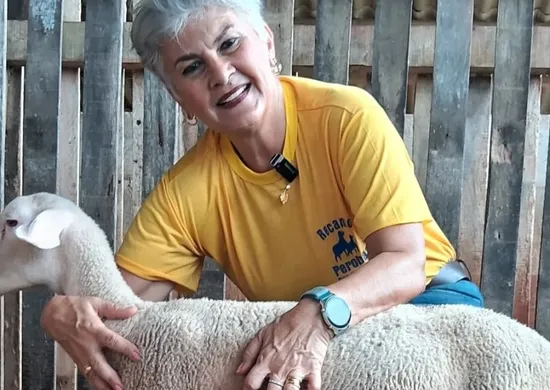 Imagem ilustrativa da imagem ES possui produção de leite de ovelha