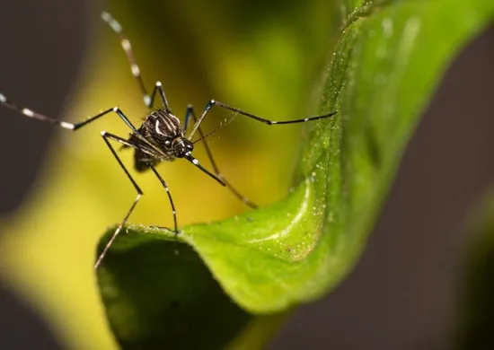 Imagem ilustrativa da imagem Espírito Santo já registrou 31 mil casos de dengue em 2025