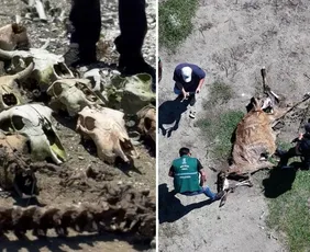 Imagem ilustrativa da imagem Abatedouro clandestino encontrado com ossos de bois, cavalos e cães em Vila Velha