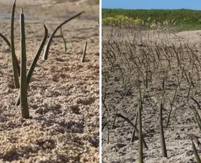Imagem ilustrativa da imagem Seis jovens plantam mais de 15 mil mudas e fazem renascer o mangue em Itamaracá