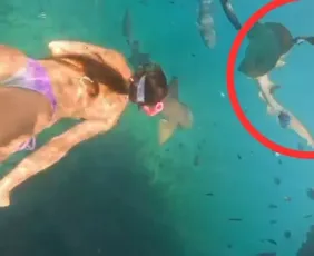 Imagem ilustrativa da imagem Turista é mordida por tubarão durante mergulho em Fernando de Noronha