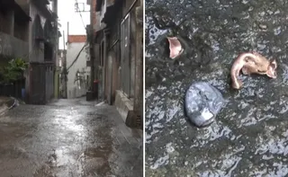 Imagem ilustrativa da imagem Dois suspeitos são presos por ataque que deixou quatro feridos no Morro do Quadro