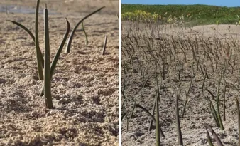 Imagem ilustrativa da imagem Seis jovens plantam mais de 15 mil mudas e fazem renascer o mangue em Itamaracá