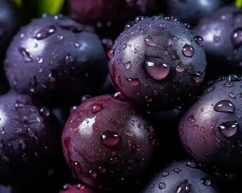 Imagem ilustrativa da imagem Conheça 15 ingredientes essenciais da cozinha paraense